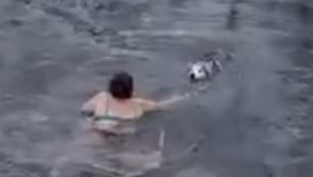 Gest de eroină al unei bătrâne. A sărit în apele îngheţate ale unui râu pentru a salva un câine de la înec